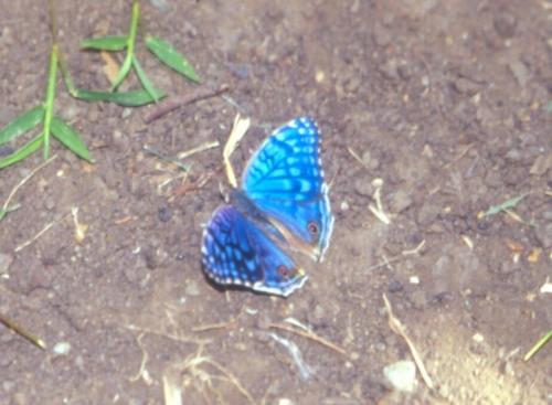 Junonia rhadama